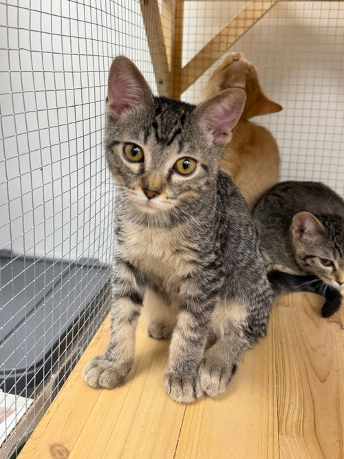 picture of the cat needing adoption