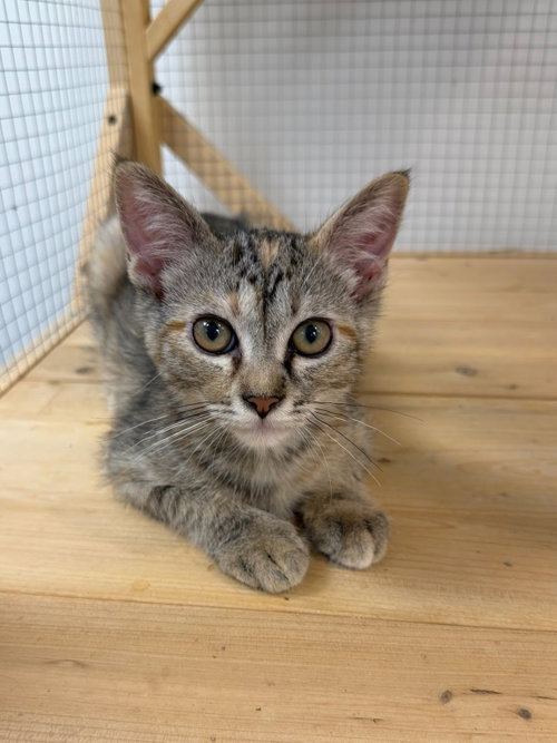 picture of the cat needing adoption