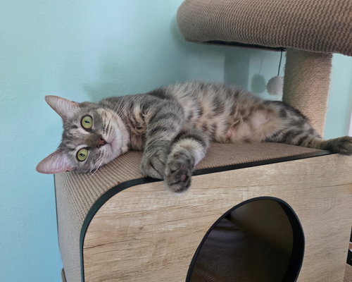 Dorito, a cat for adoption from Compassionate Animal Rescue for Medical Aid