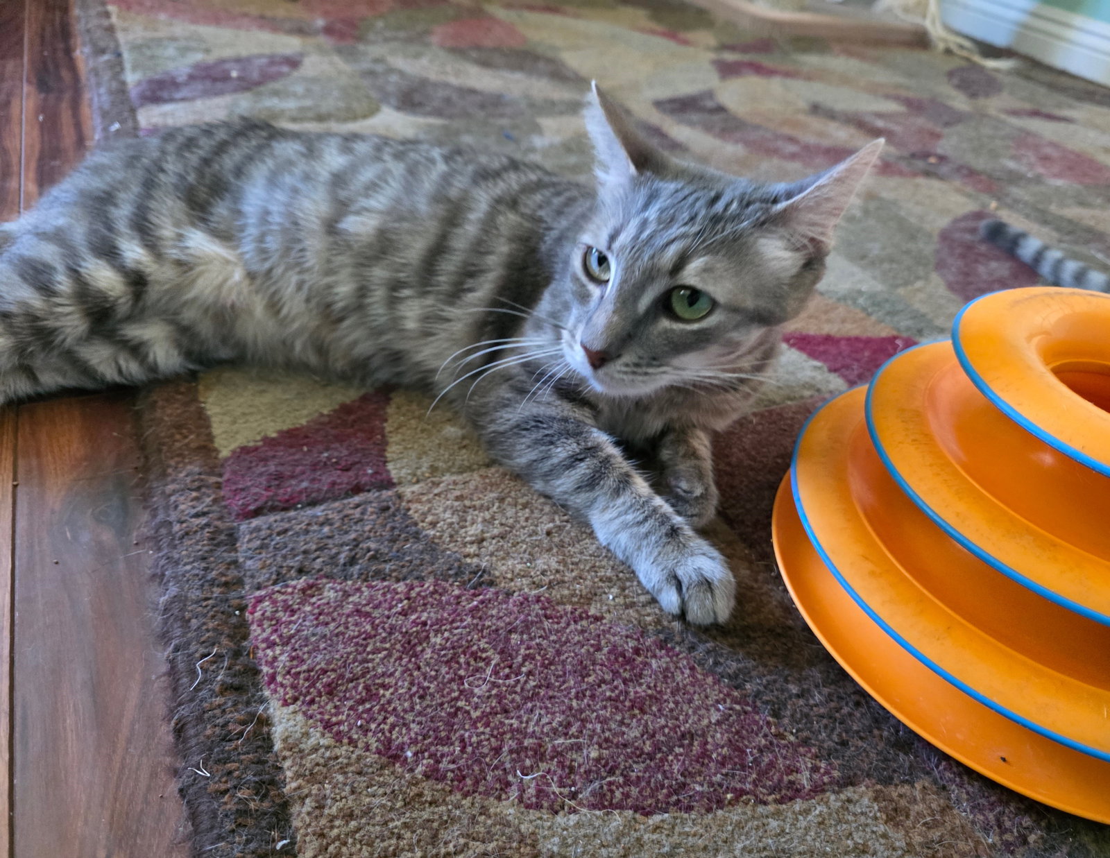 Dorito, photo 3