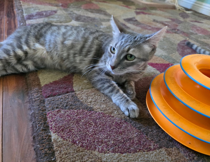 Dorito, photo 3