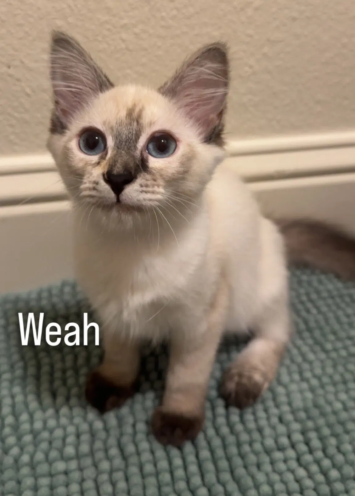 Weah - Domestic Short Hair