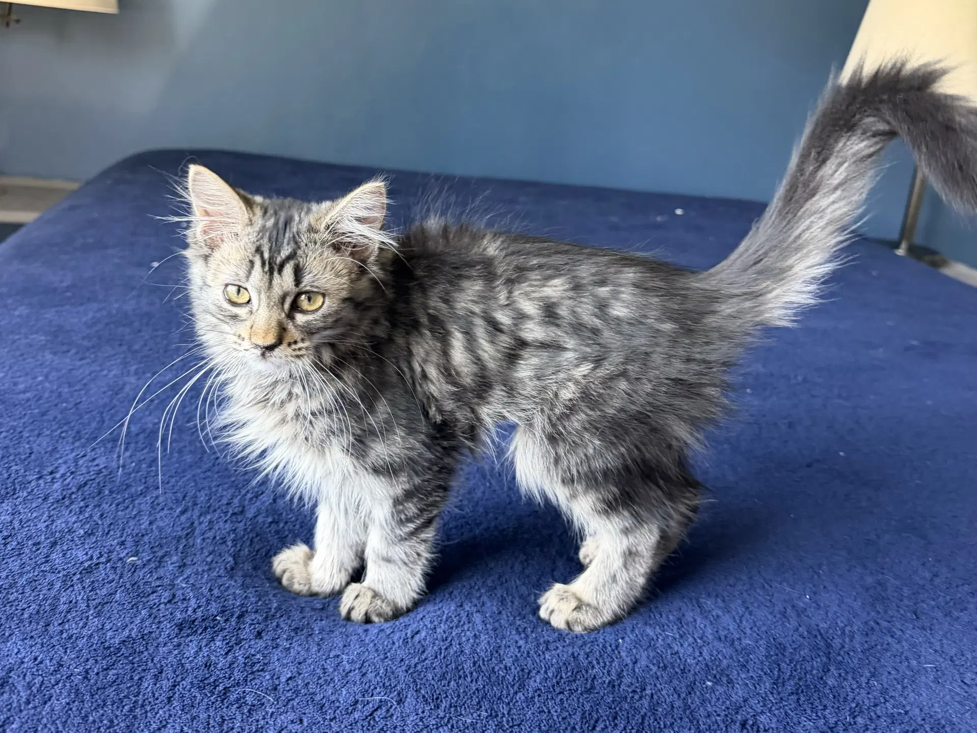 Michaela - Domestic Medium Hair