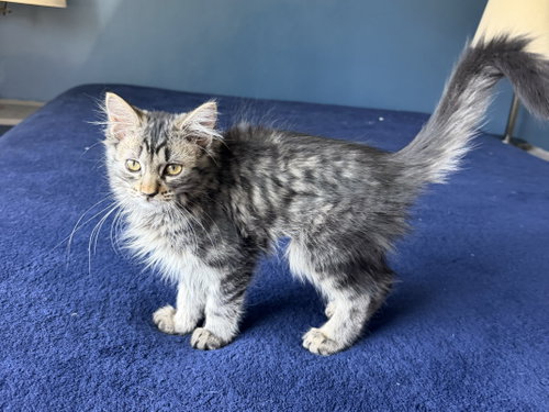 picture of the cat needing adoption