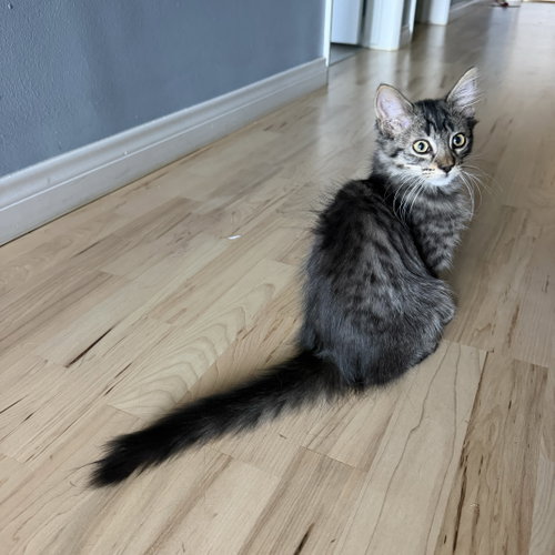 picture of the cat needing adoption