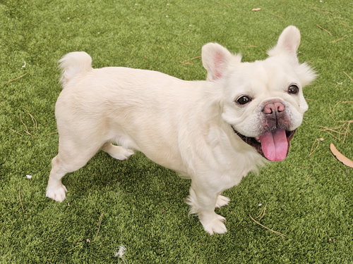 picture of the dog needing adoption