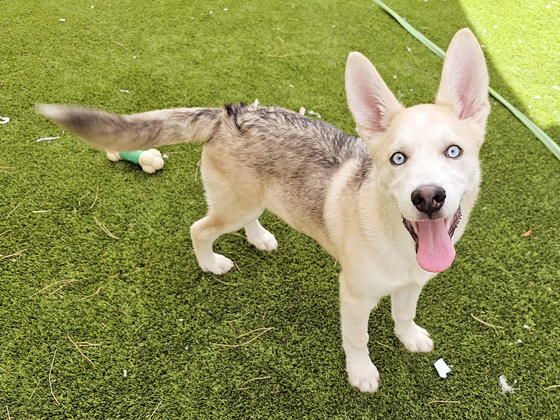 Gourley - Husky
