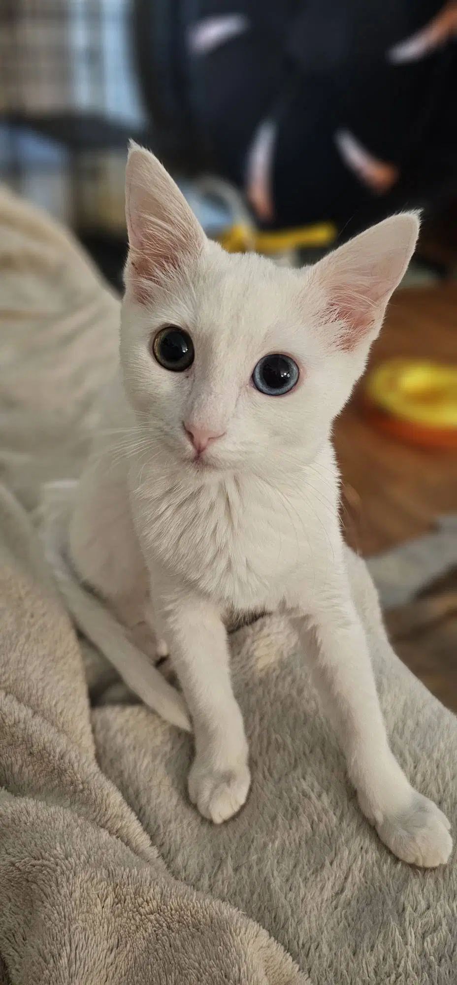 Marcia Brady - Domestic Short Hair