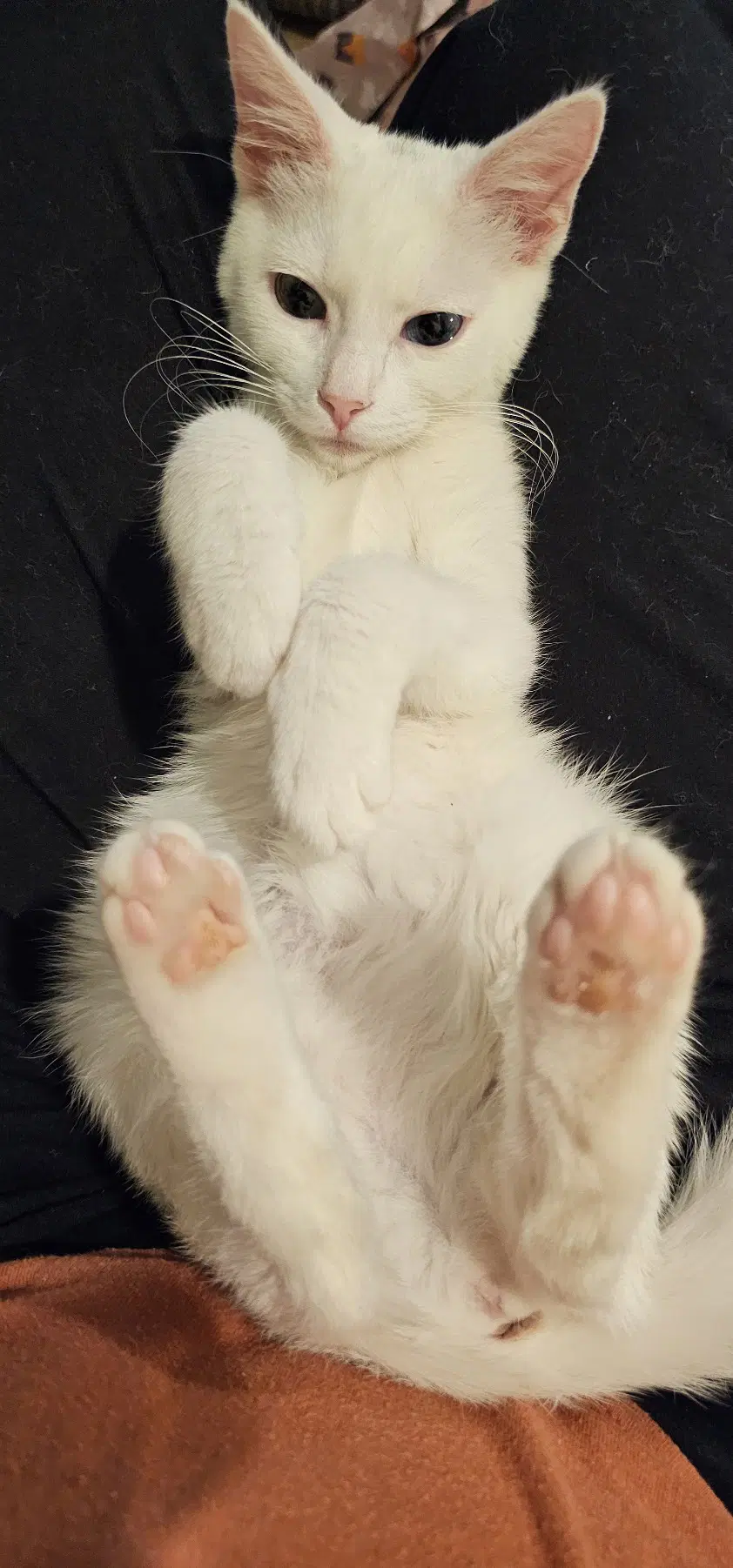 Marcia Brady image 3