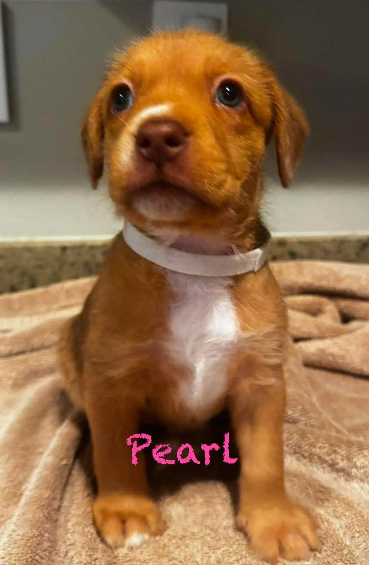 Pearl - Pit Bull Terrier
