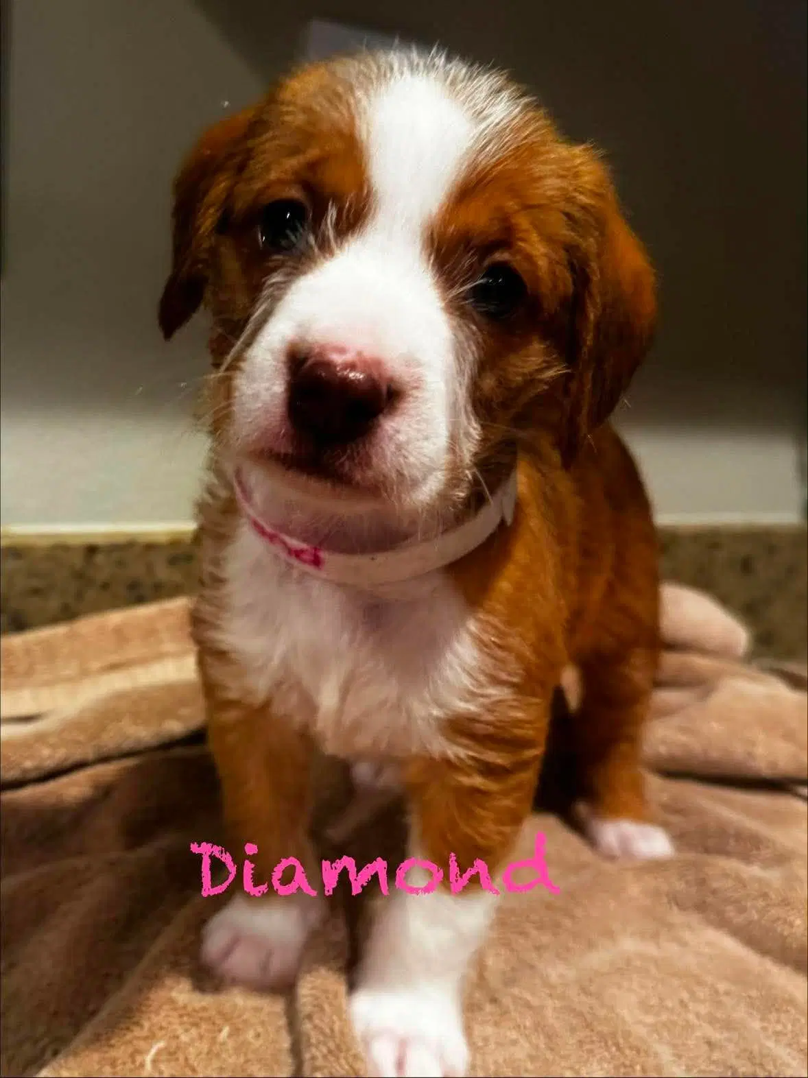 Diamond - Pit Bull Terrier