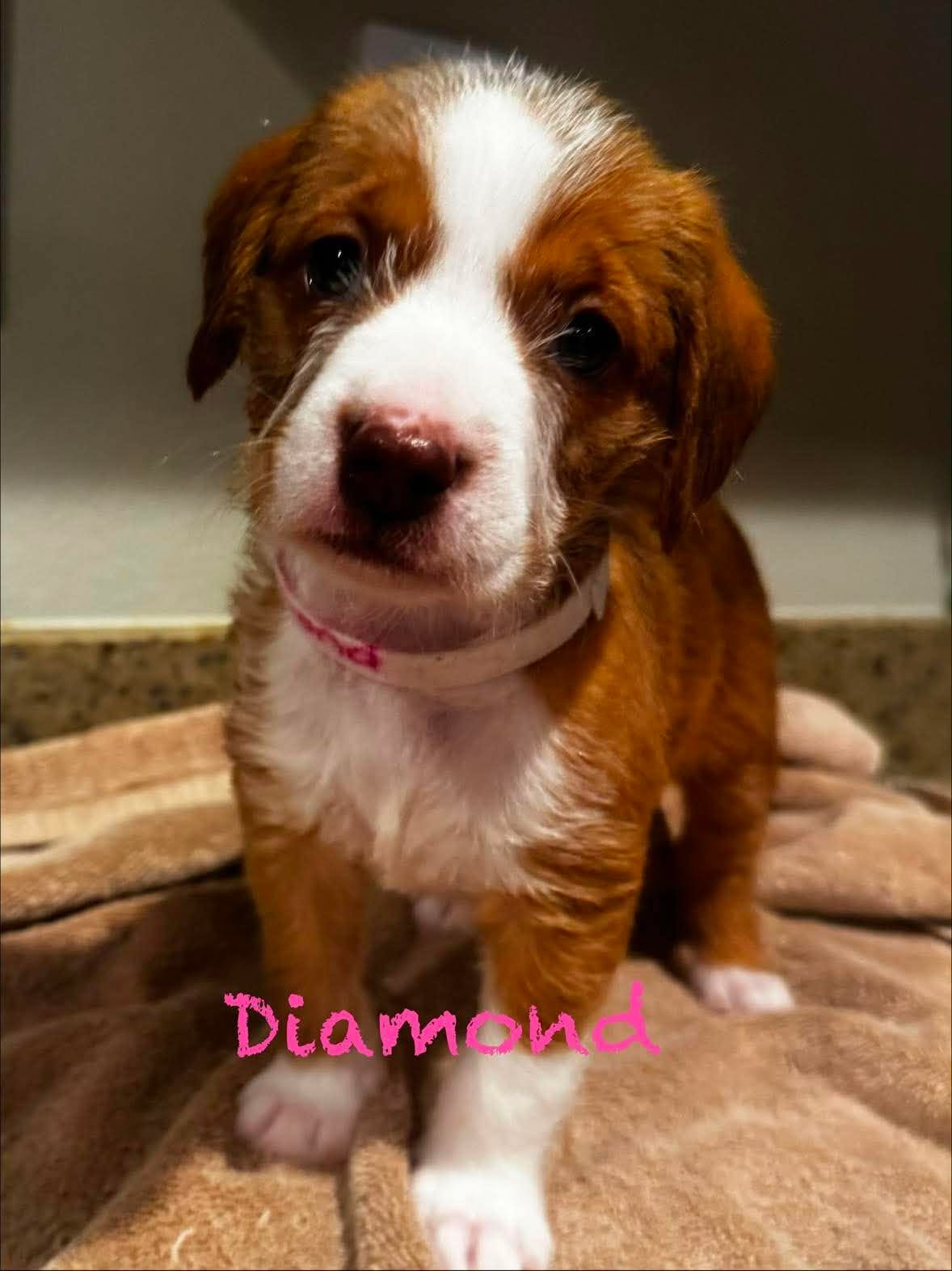 Diamond