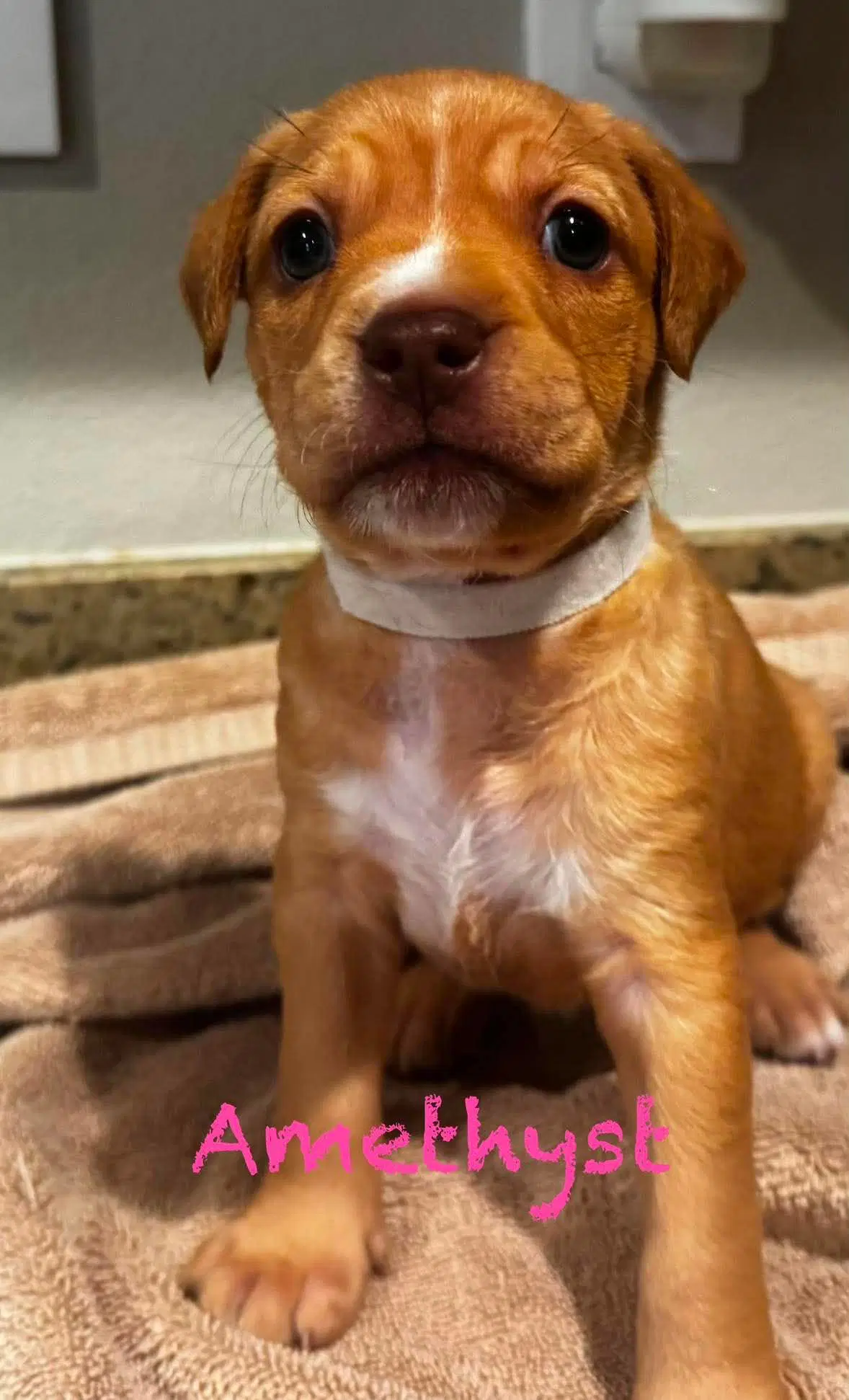 Amethyst - Pit Bull Terrier