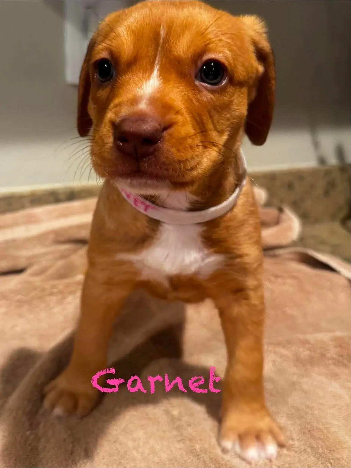 Garnet - Pit Bull Terrier