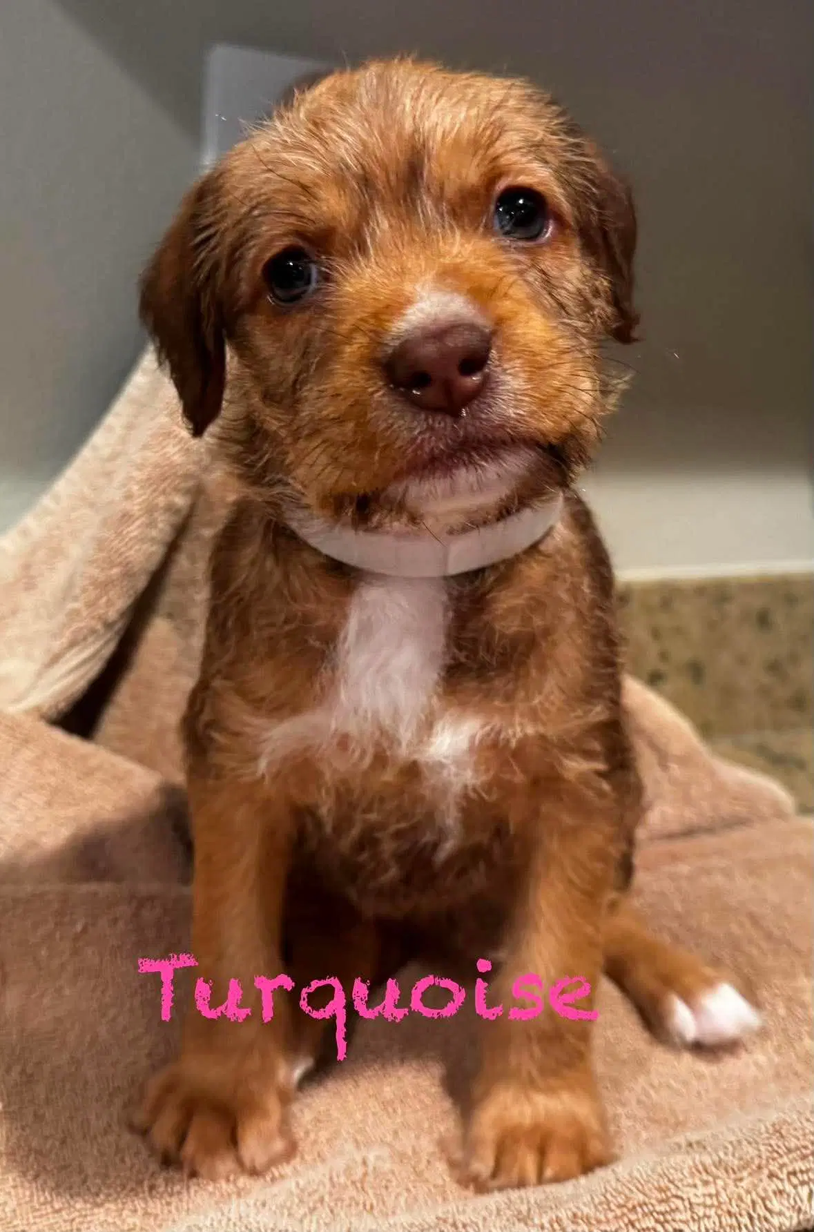 Turquoise - Pit Bull Terrier
