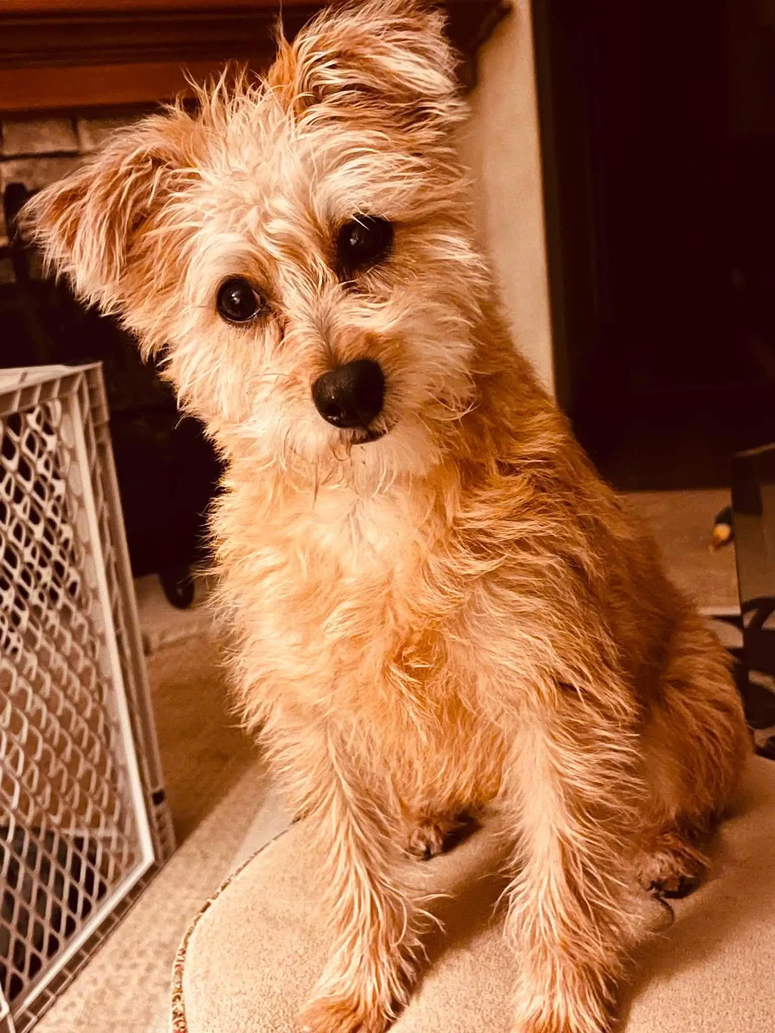 Nachos Bel Grande - Terrier