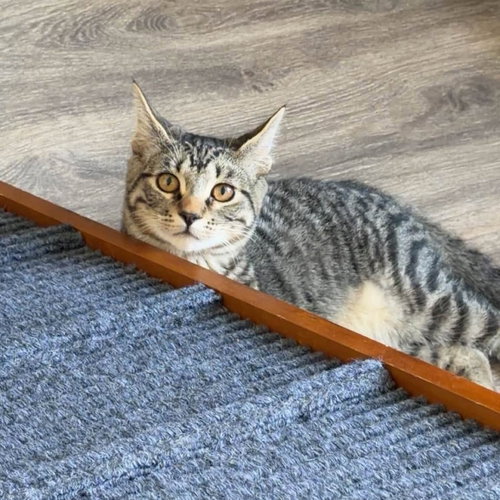 Spider-Man, a cat for adoption from Compassionate Animal Rescue for Medical Aid