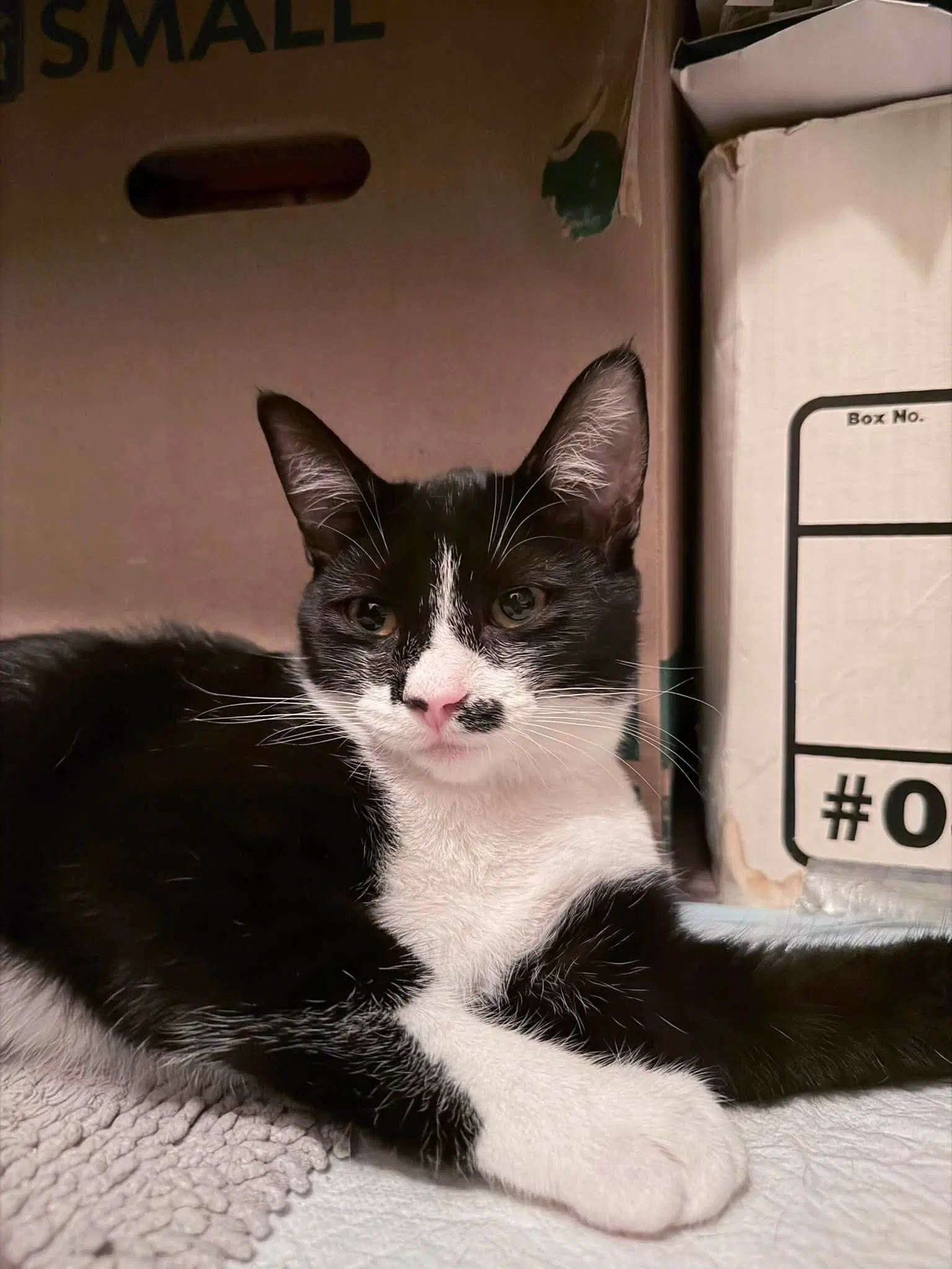 Mj - Domestic Short Hair