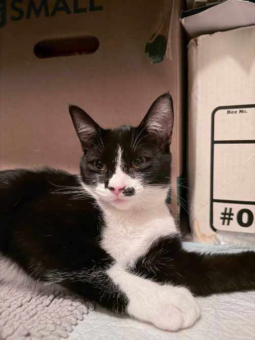 MJ, a cat for adoption from Compassionate Animal Rescue for Medical Aid
