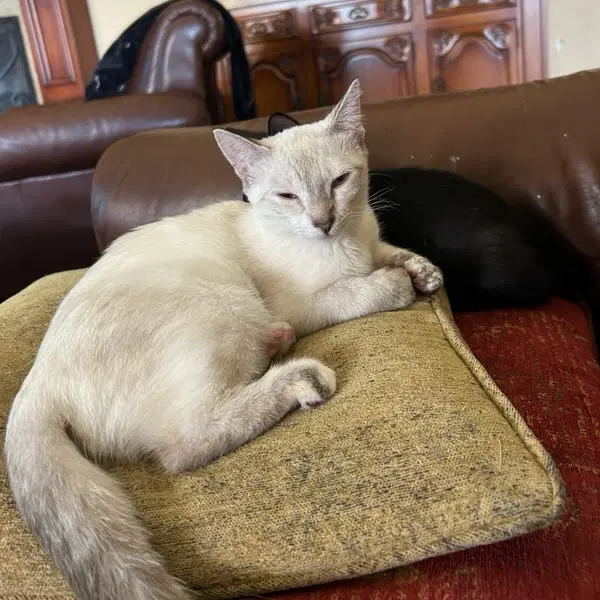 Helena - Domestic Short Hair