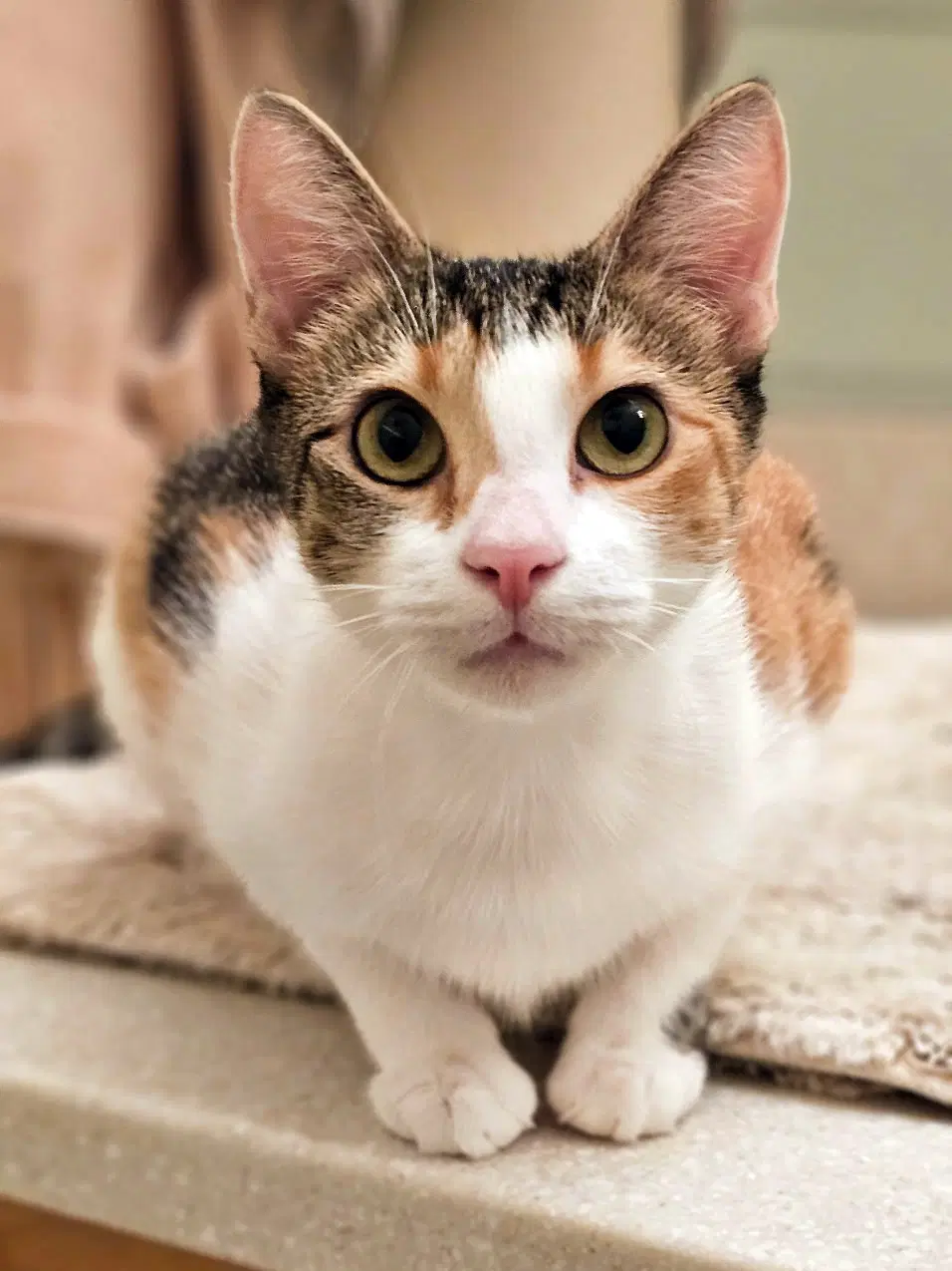 Toyota - Domestic Short Hair