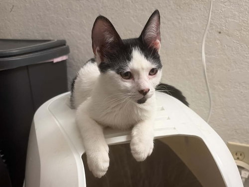 picture of the cat needing adoption