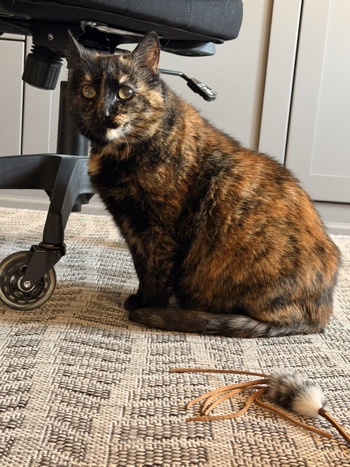 Kamori, a cat for adoption from Compassionate Animal Rescue for Medical Aid