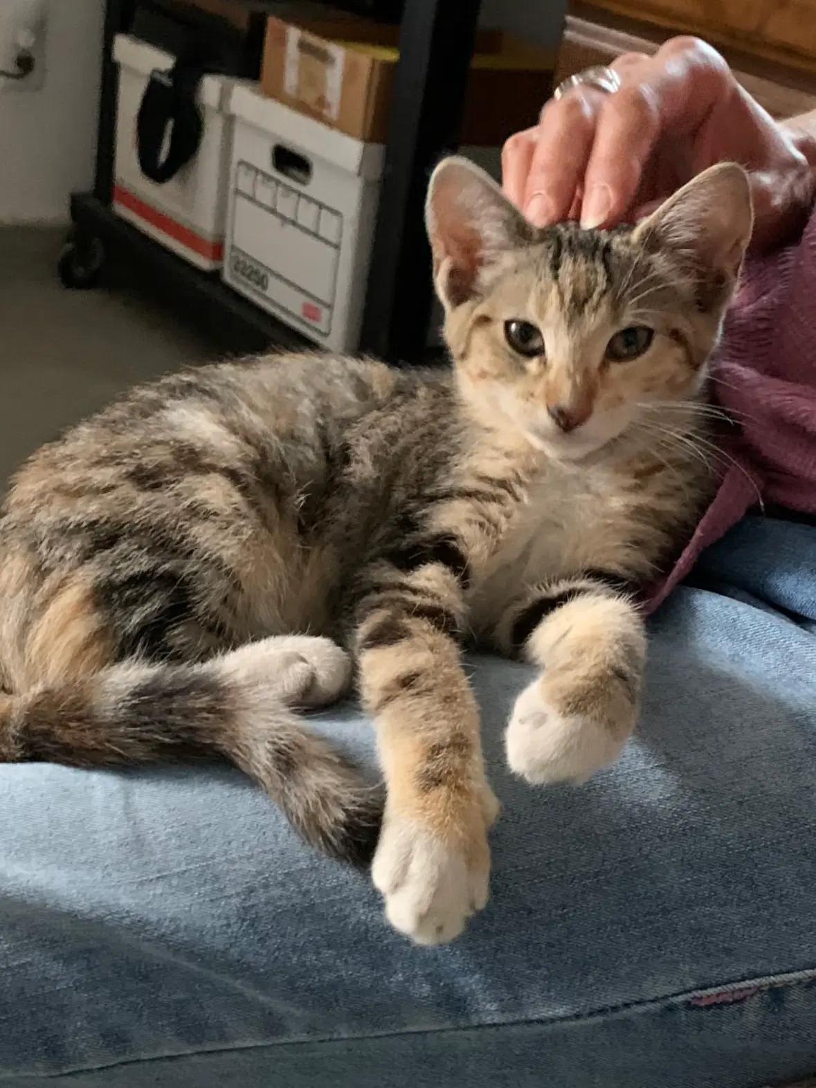 Dd - Domestic Short Hair