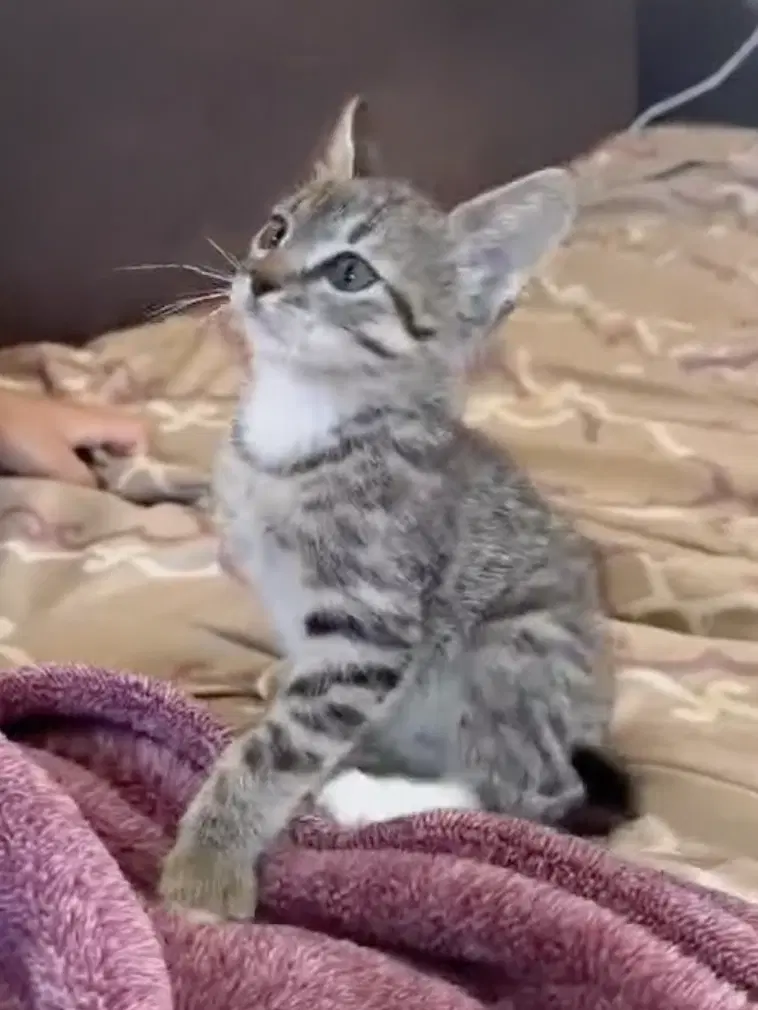Marti - Domestic Short Hair