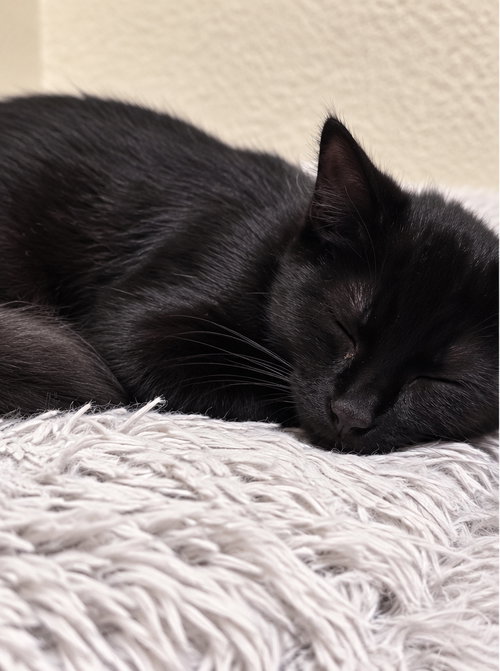 Agamemnon, photo 2