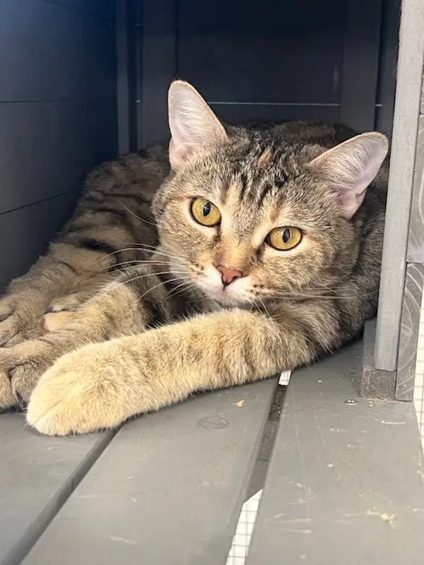 Clementine - Domestic Short Hair