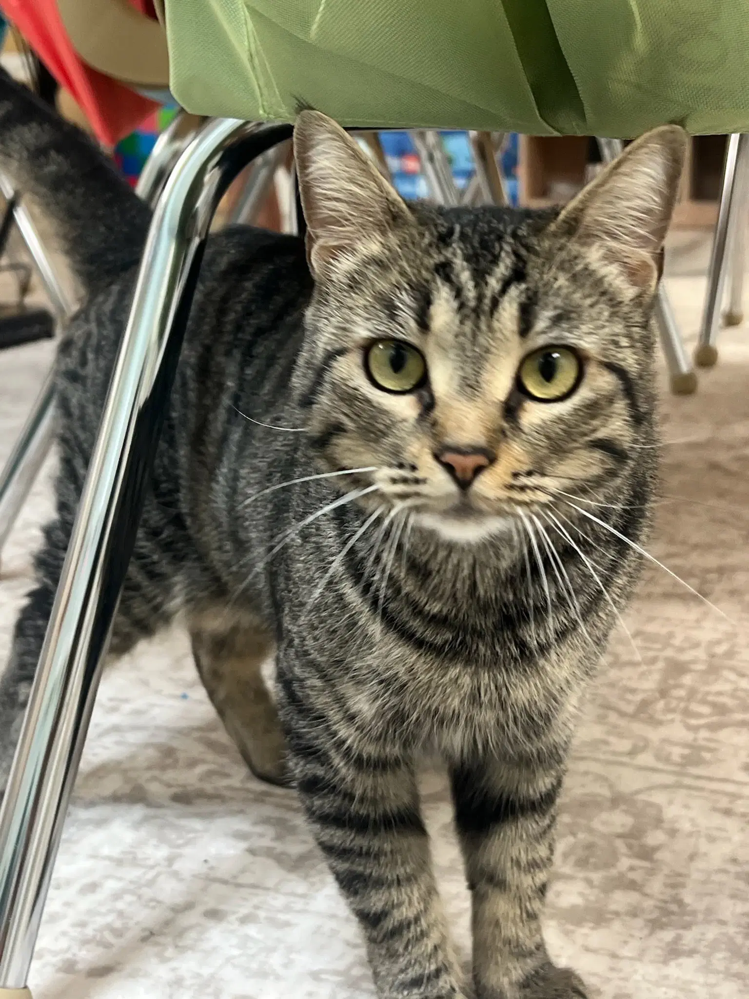 Daenerys - Domestic Short Hair