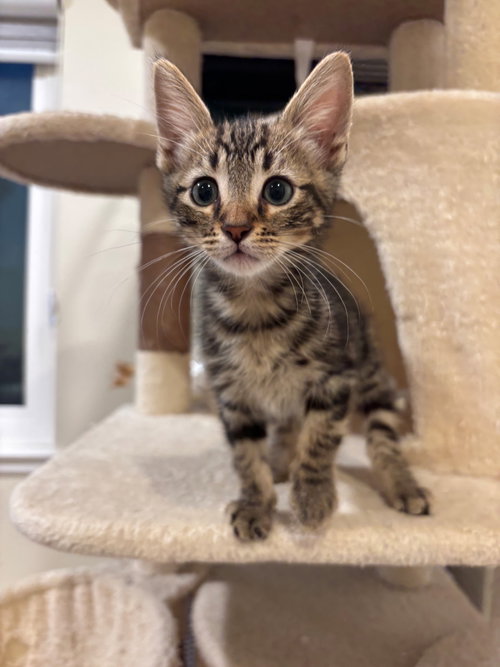 Cousin, a cat for adoption from Compassionate Animal Rescue for Medical Aid