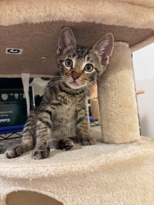 Carmy, a cat for adoption from Compassionate Animal Rescue for Medical Aid