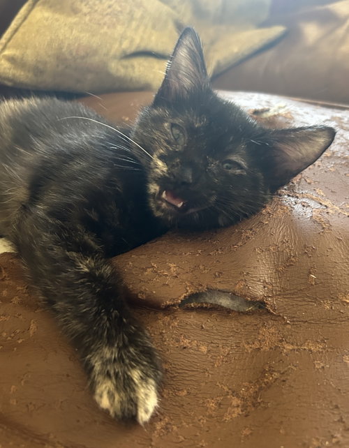 Glad, a cat for adoption from Compassionate Animal Rescue for Medical Aid