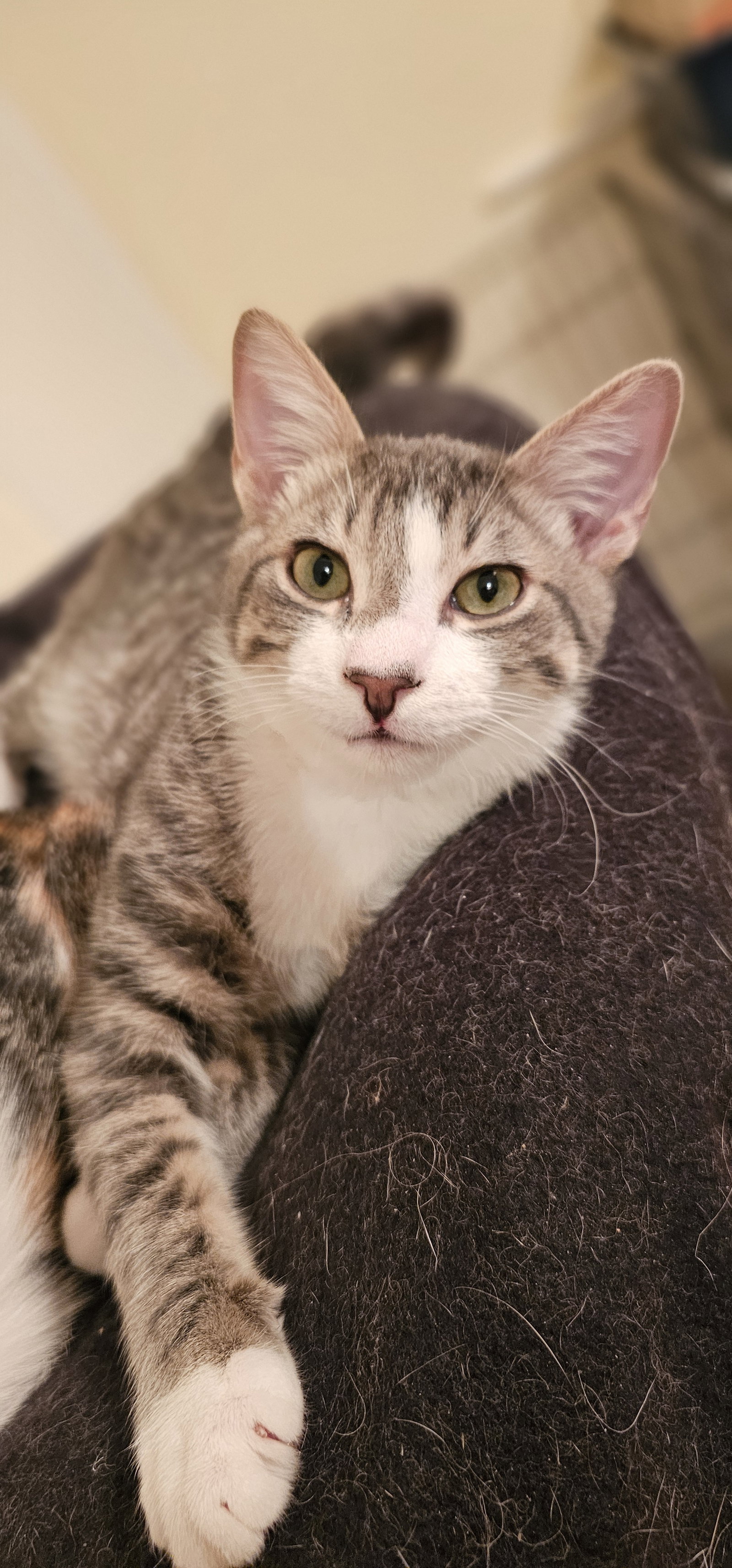 Crown, Domestic Short Hair