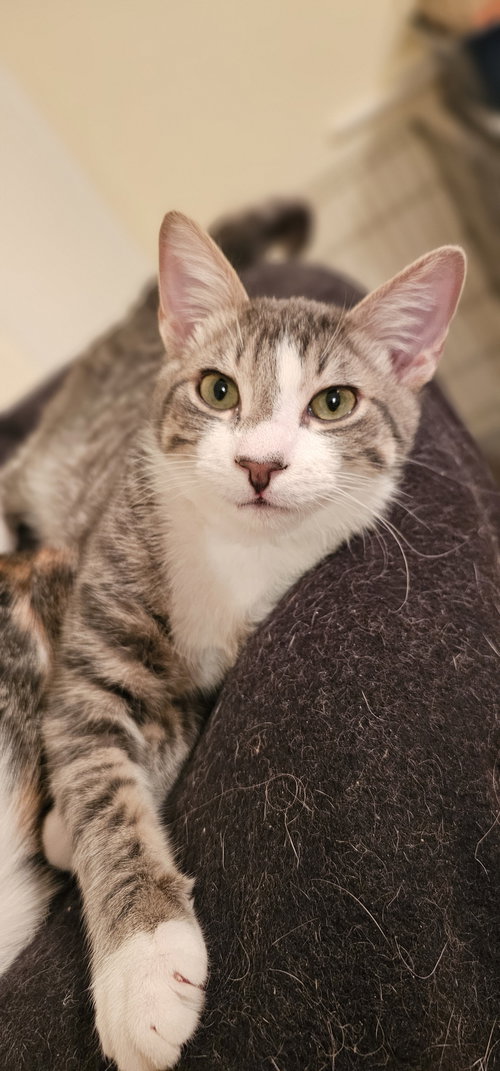 Crown, a cat for adoption from Compassionate Animal Rescue for Medical Aid