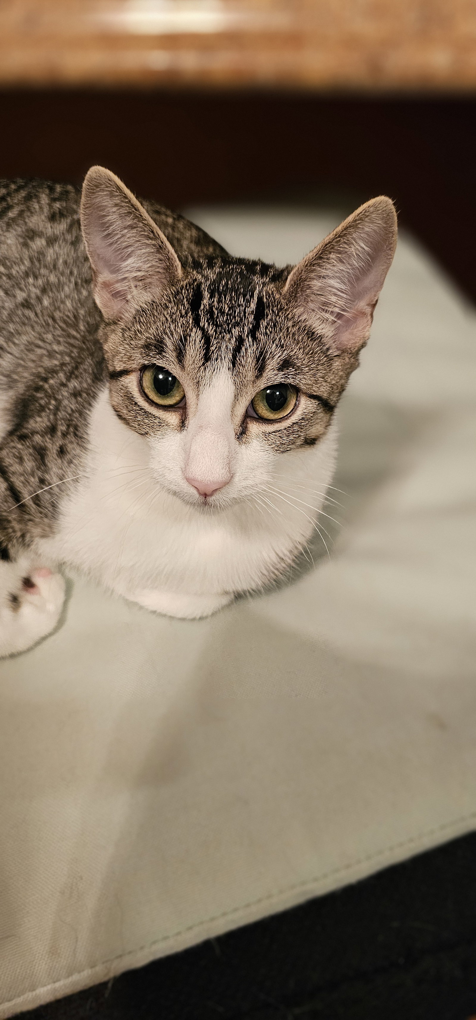 Mirai, Domestic Short Hair