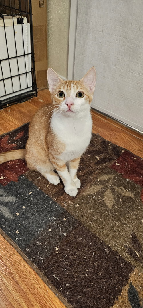 Highlander, a cat for adoption from Compassionate Animal Rescue for Medical Aid
