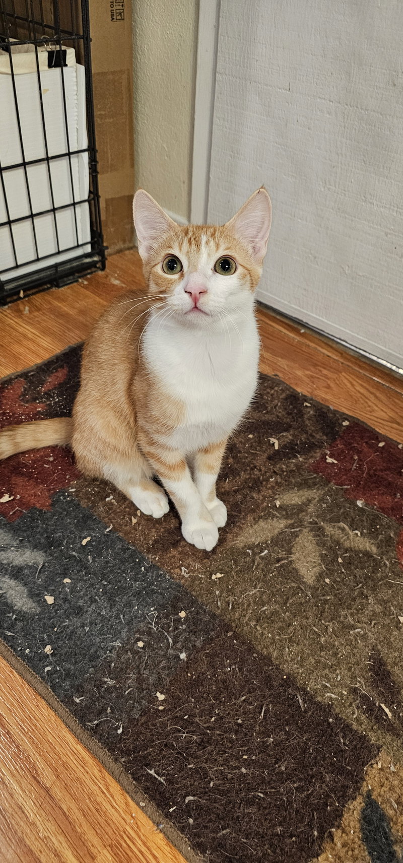 Highlander, a young male cat up for adoption