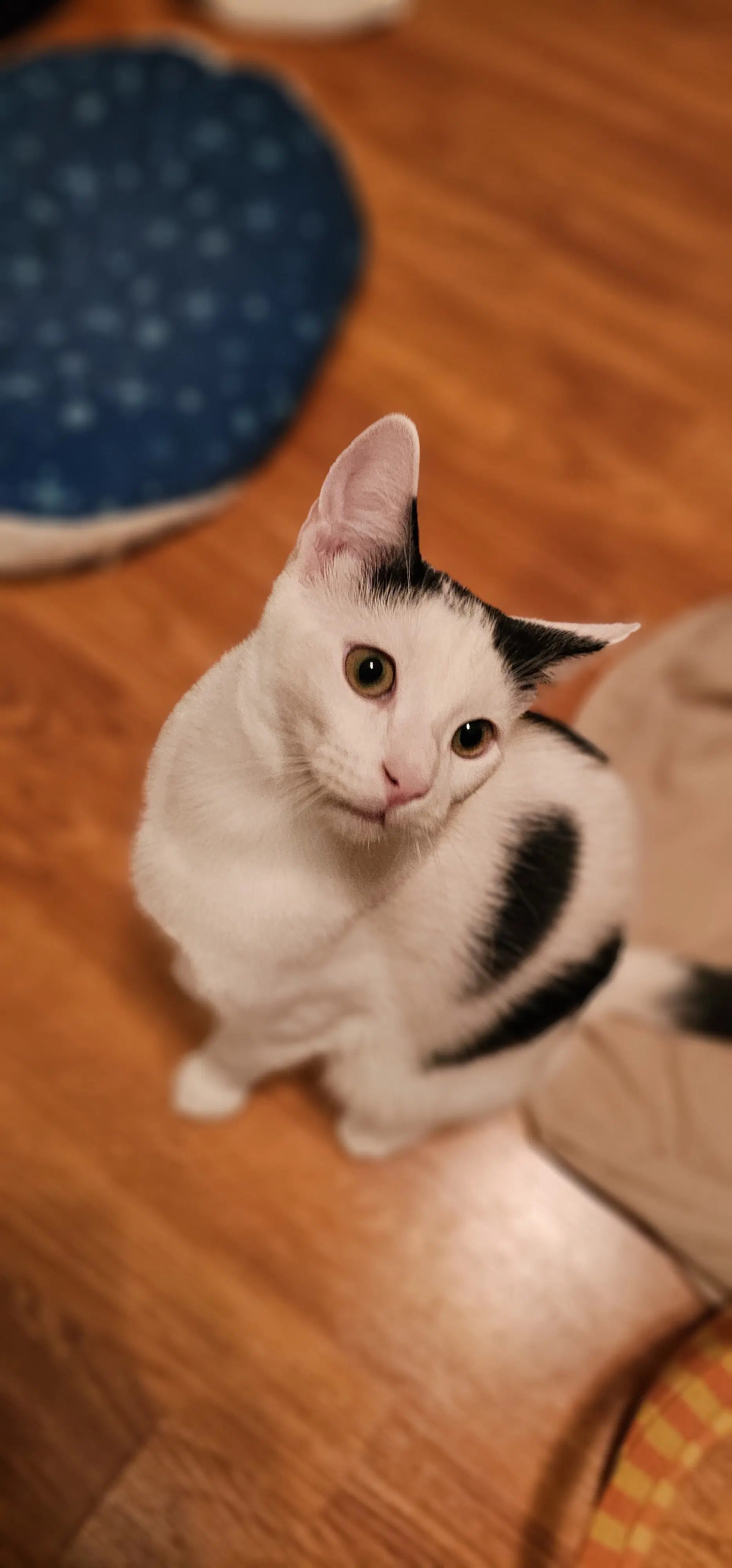 Supra - Domestic Short Hair