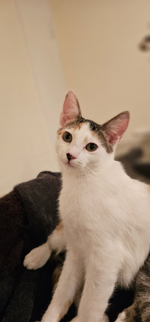 Prius, a cat for adoption from Compassionate Animal Rescue for Medical Aid