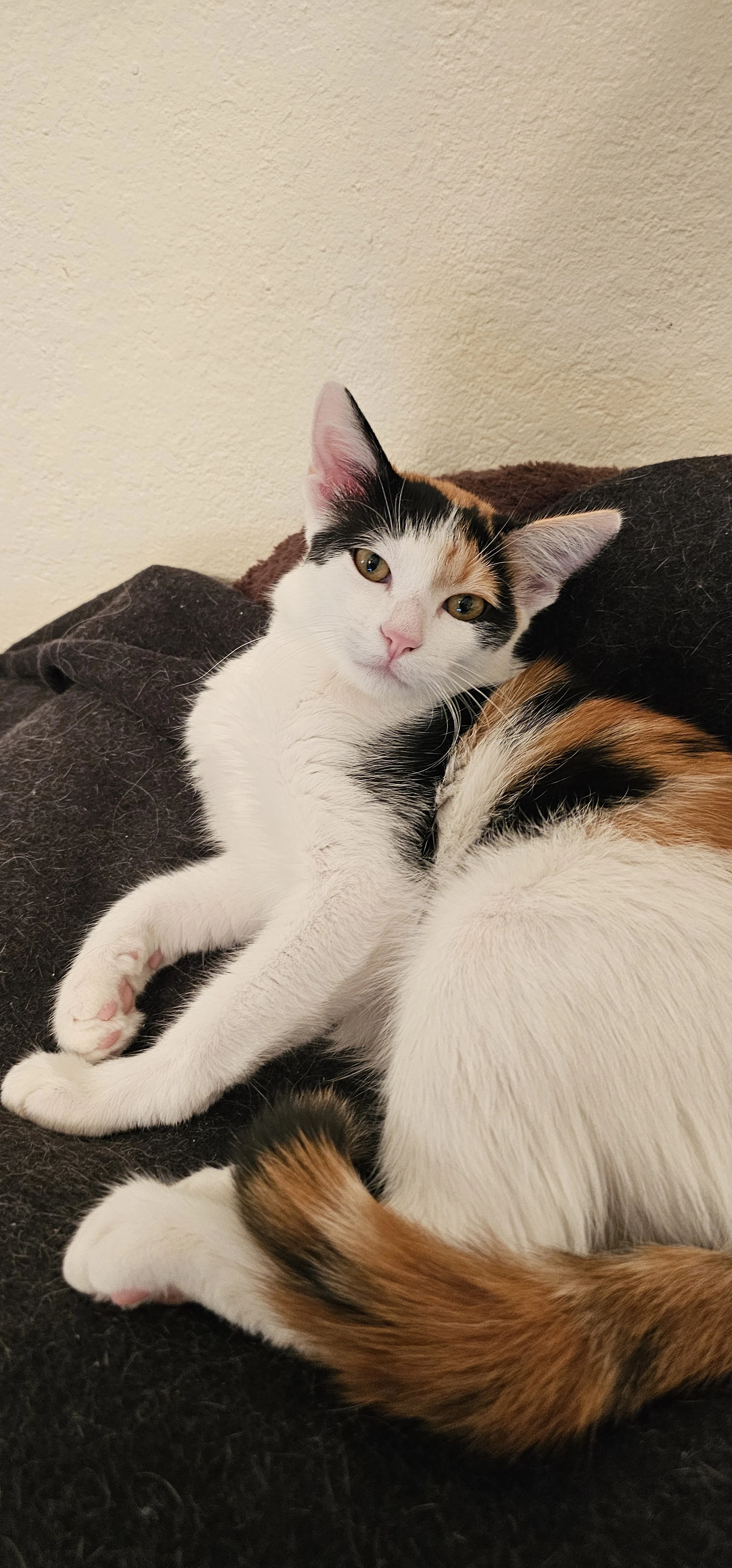 Tacoma