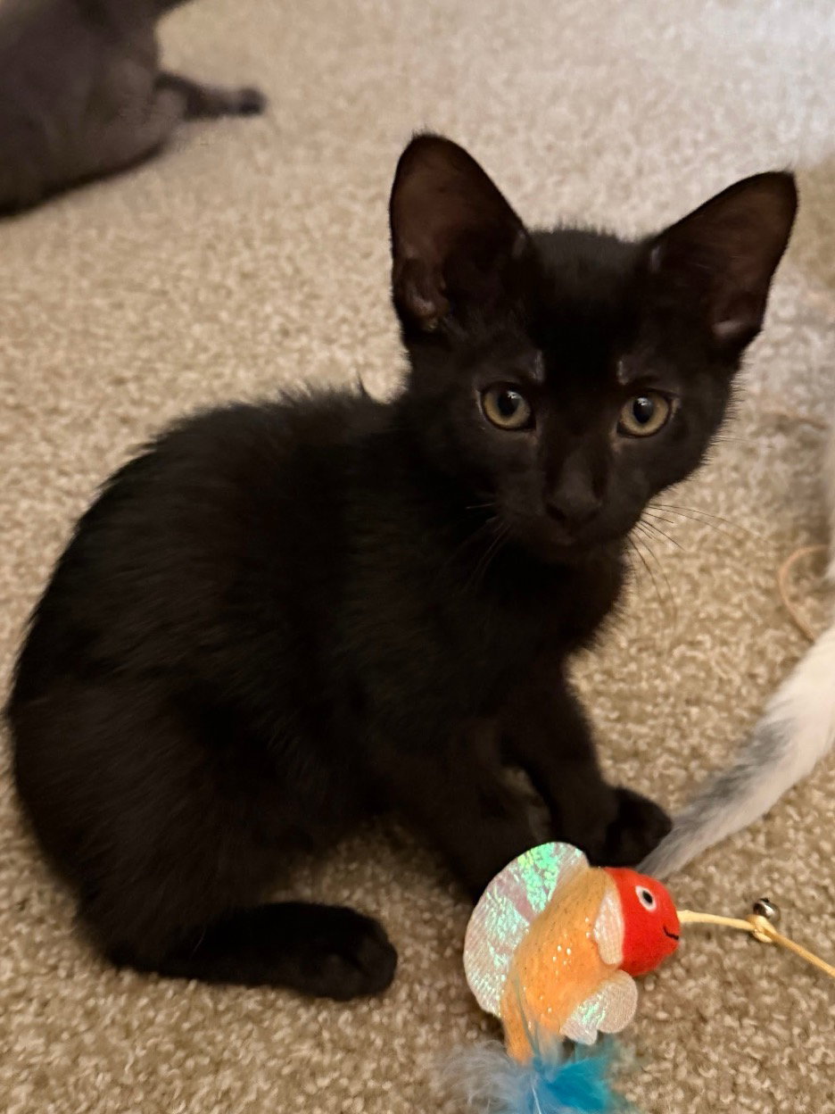 Scottsdale, Domestic Short Hair
