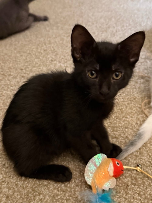 Scottsdale, a cat for adoption from Compassionate Animal Rescue for Medical Aid