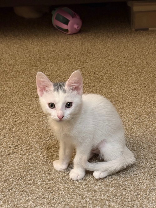 Sedona, a cat for adoption from Compassionate Animal Rescue for Medical Aid