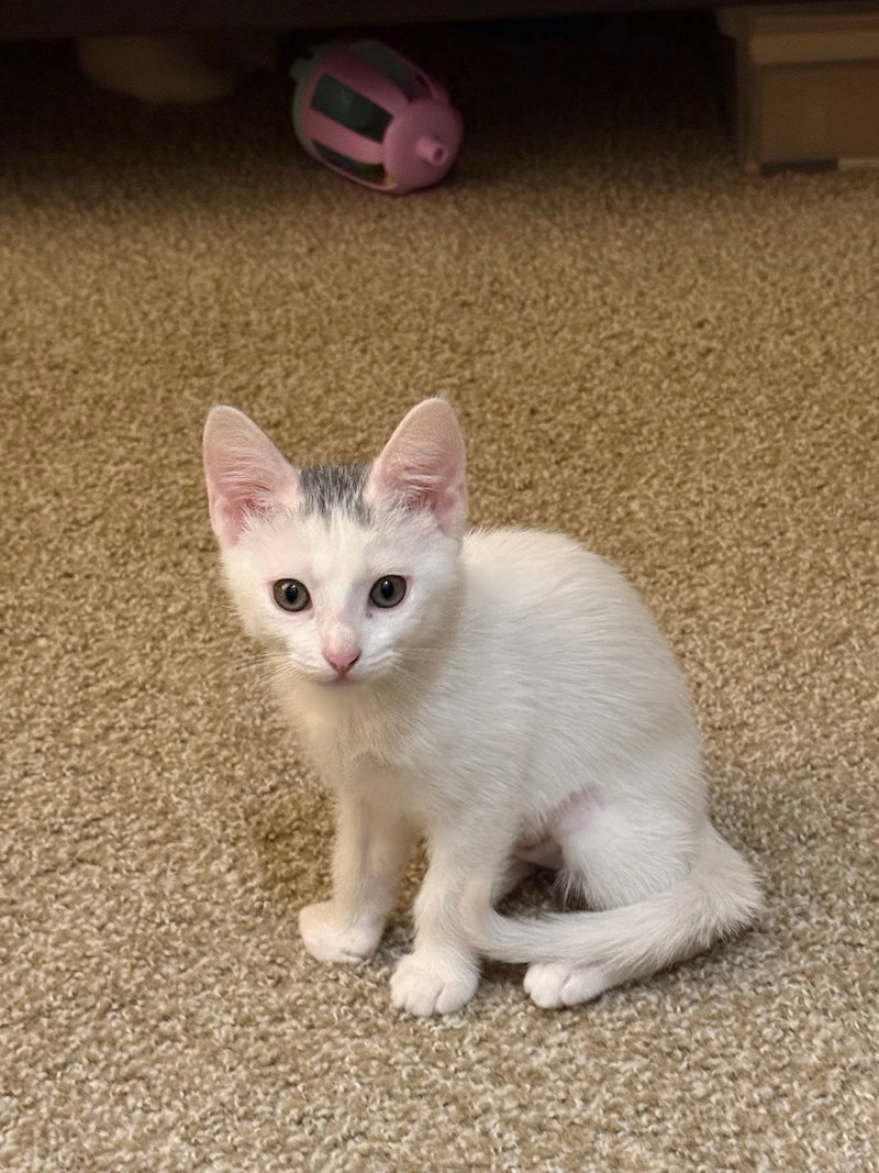 Sedona, a female kitten up for adoption