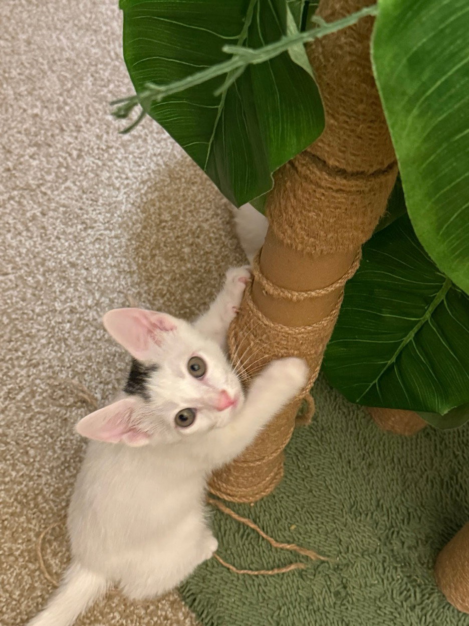Tucson, Domestic Short Hair