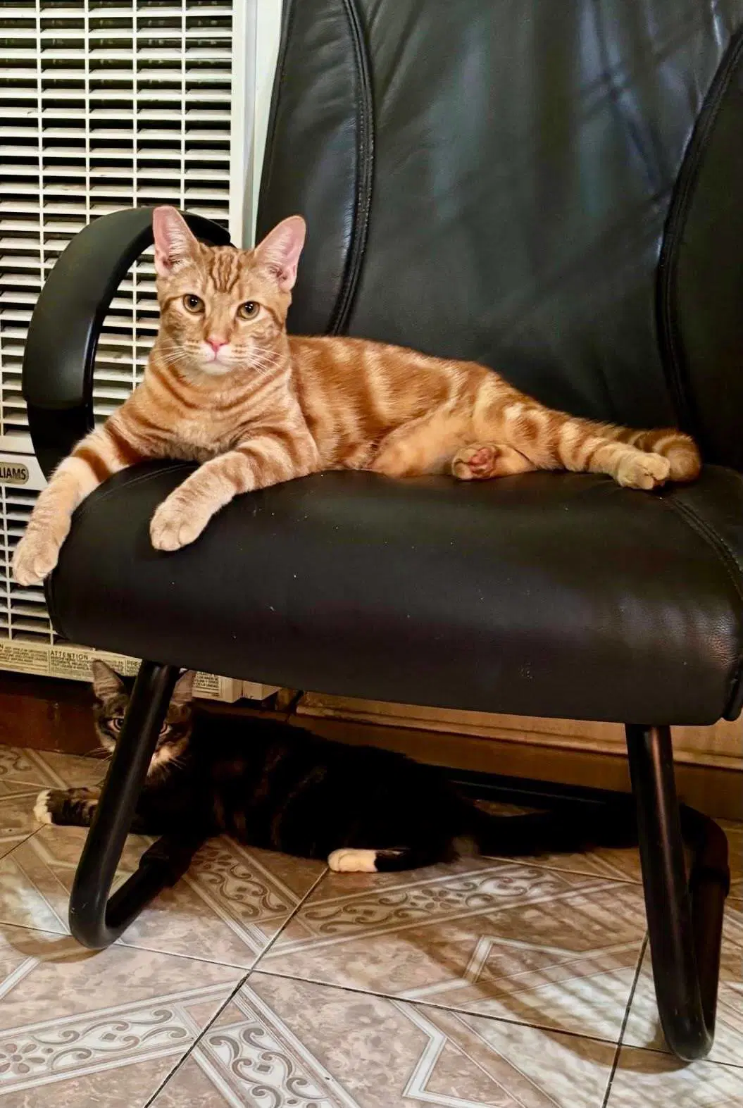 Parton - Domestic Short Hair