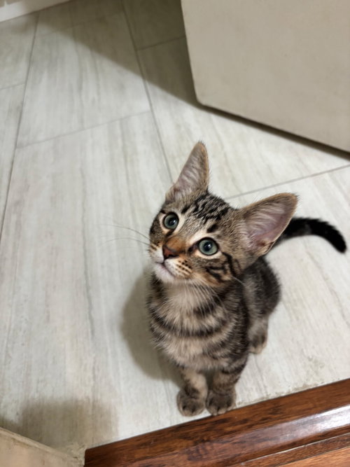 Neil, Domestic Short Hair / Mixed (short coat)